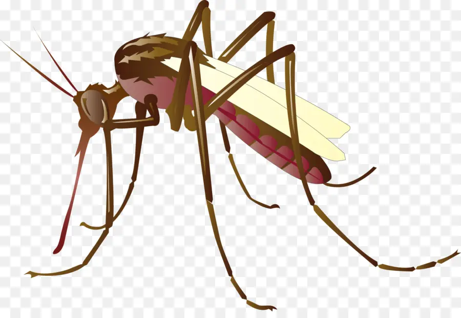 Mosquito，O Controle Do Mosquito PNG