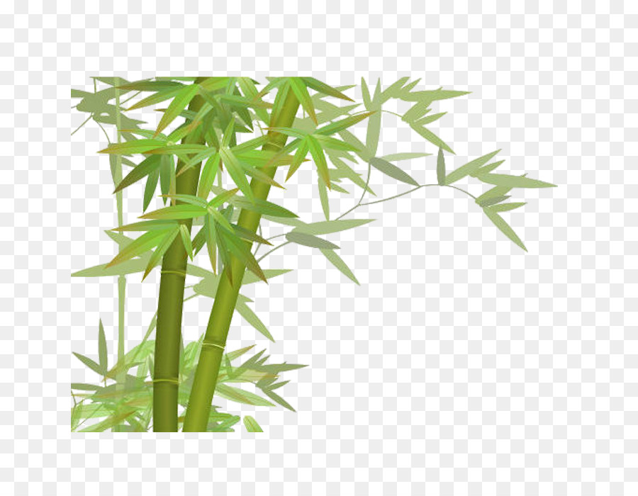 Bambu，Transparência E Translucidez PNG