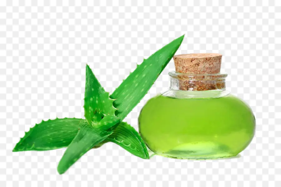 Óleo De Aloe Vera，Plantar PNG