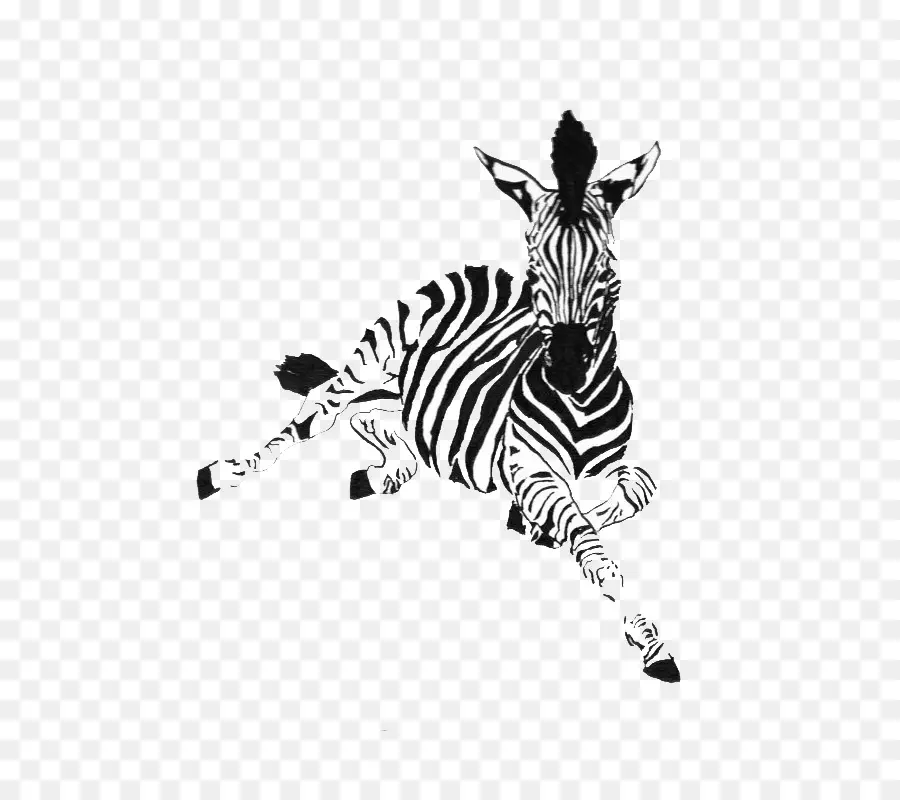 Zebra，Listras PNG