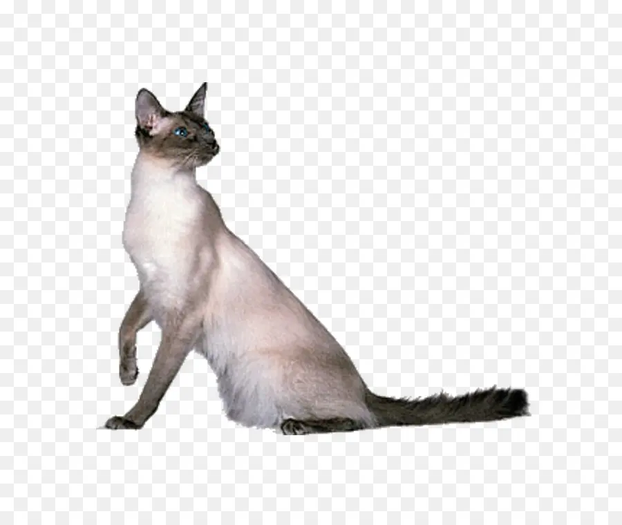 Tailandês Gato，O Gato Balinês PNG