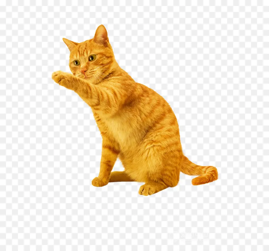 Gato，Gatinho PNG