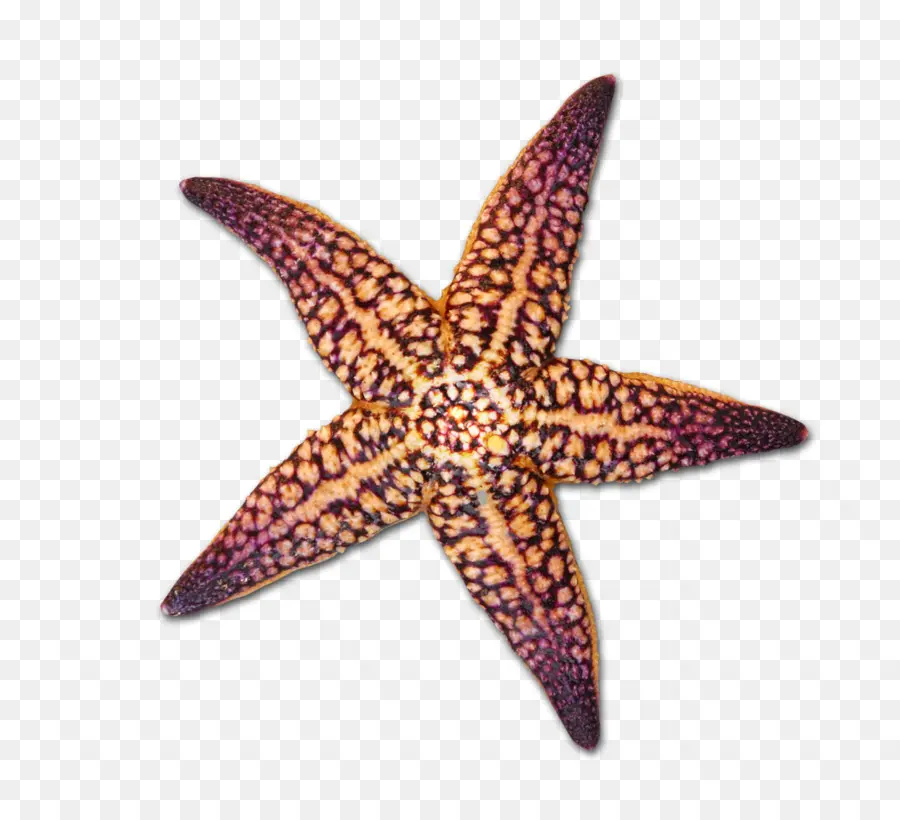Estrela Do Mar，Seashell PNG