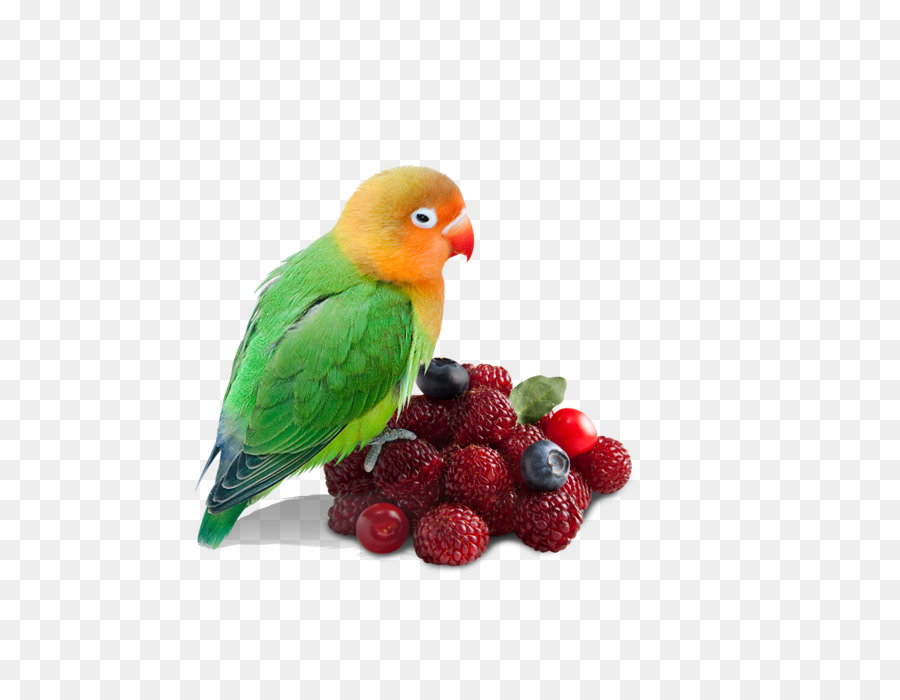 Papagaio Com Frutas Vermelhas，Pássaro PNG