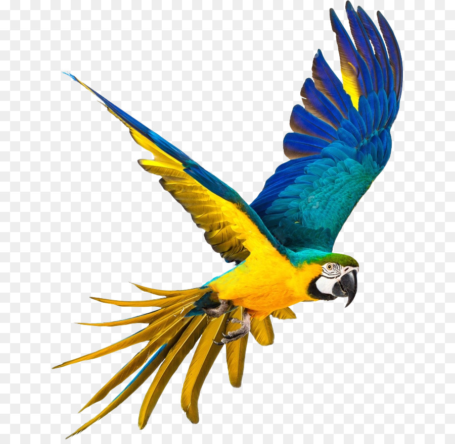 Papagaio, Aves, Blueandyellow Arara png transparente grátis