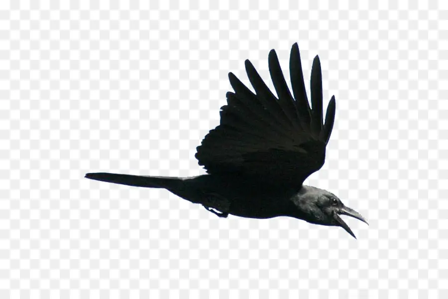 América Do Corvo，Aves PNG