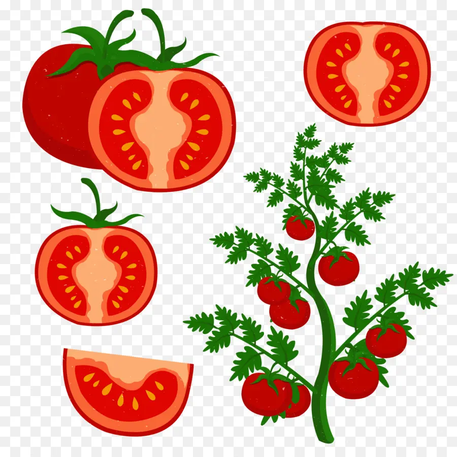 Tomate，Plantar PNG