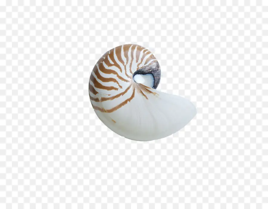 Concha，Oceano PNG