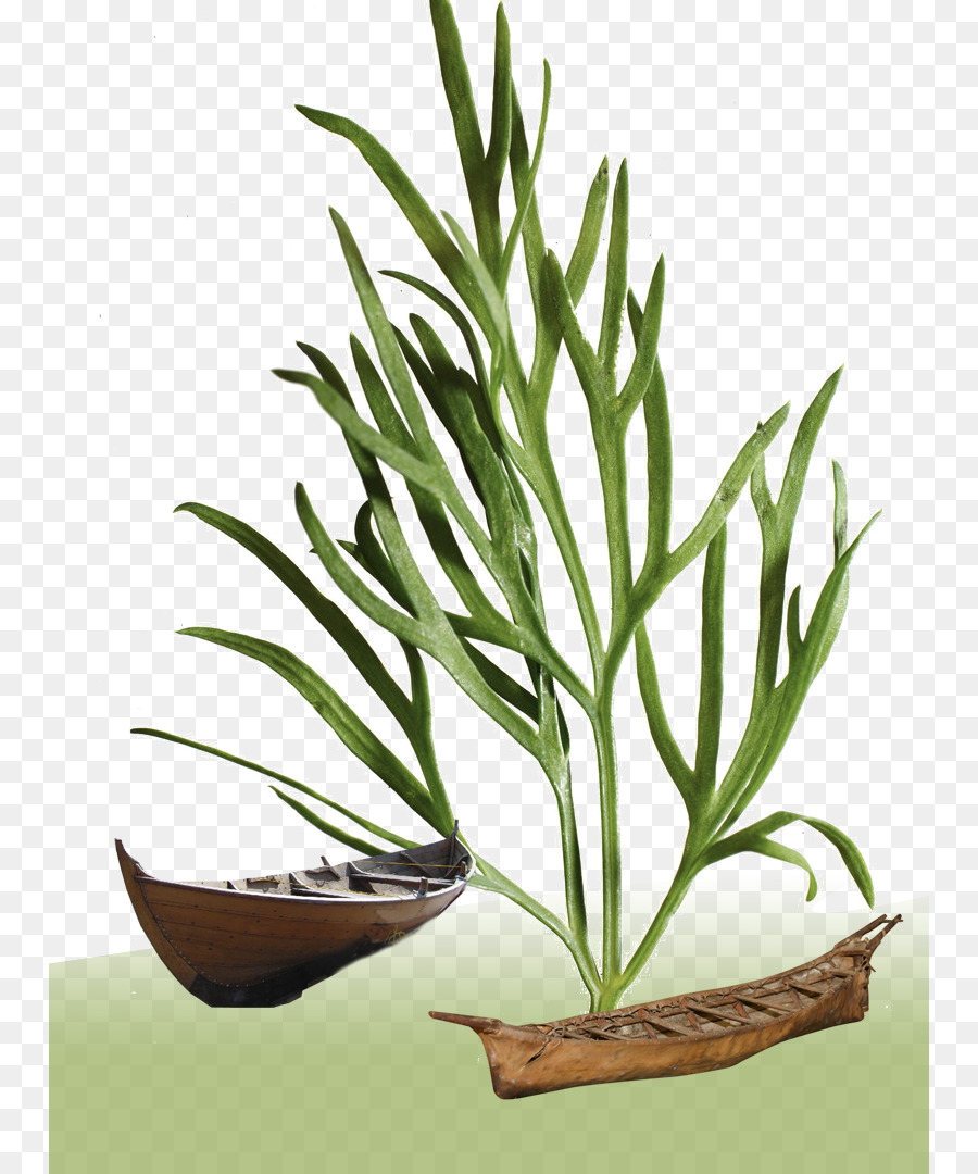 Planta，Folha PNG