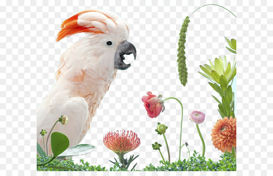 Cacatua，Pássaro PNG