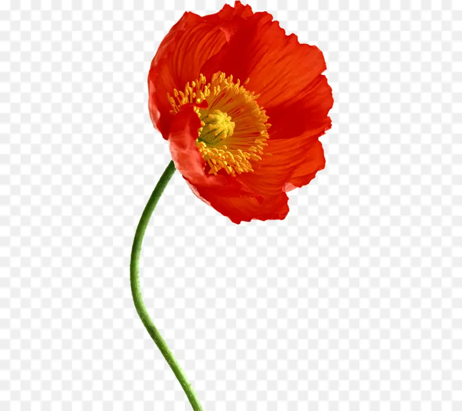 Flor Laranjeira，Florescer PNG