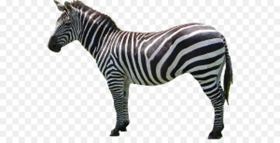 Zebra，Listras PNG