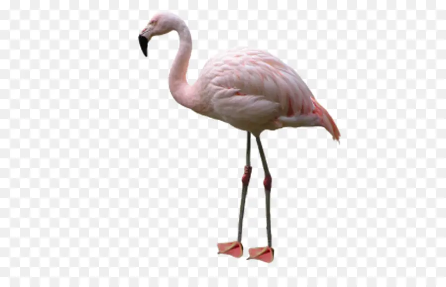 Flamingo，Pássaro PNG