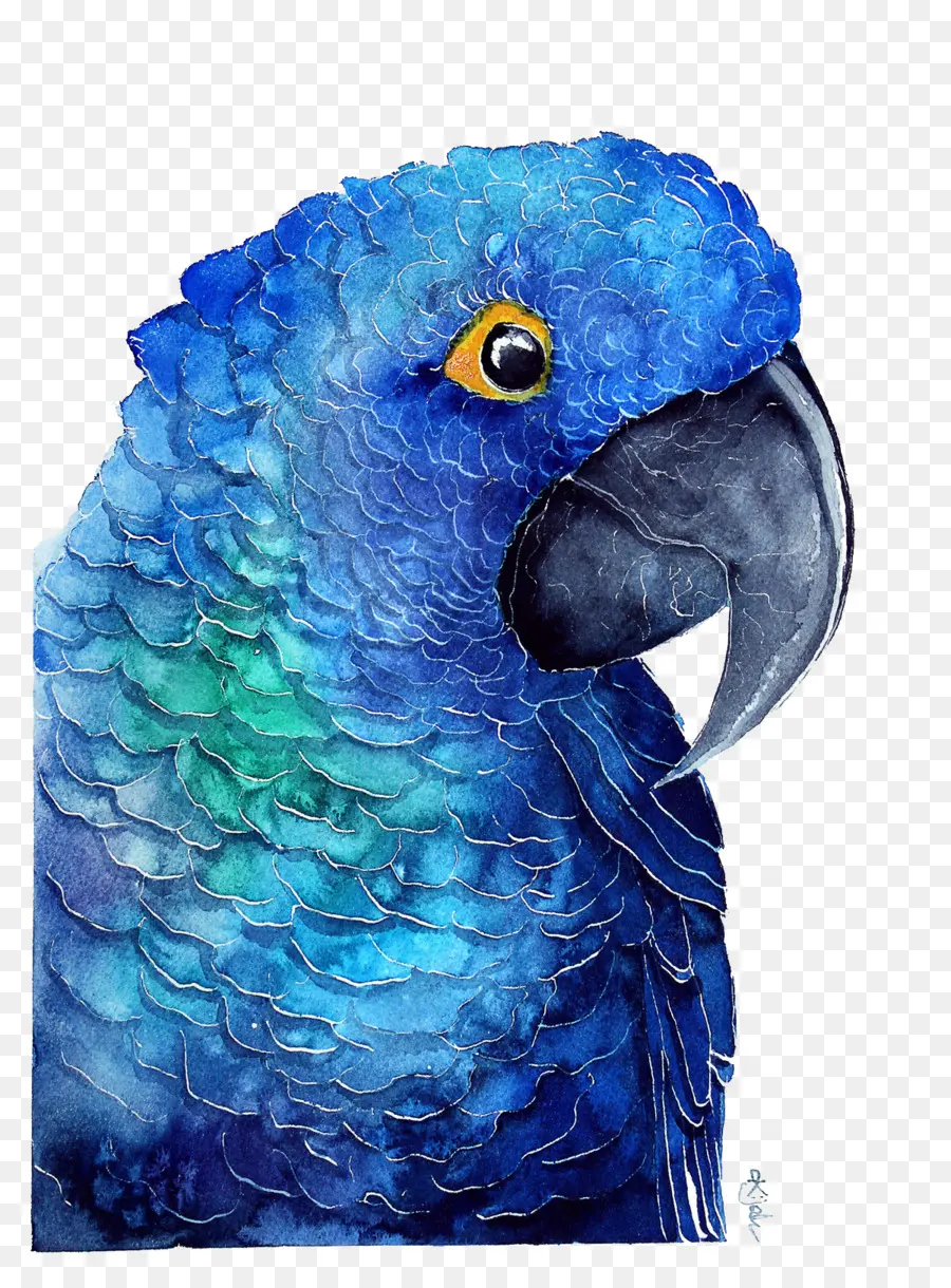 Papagaio Azul，Penas PNG