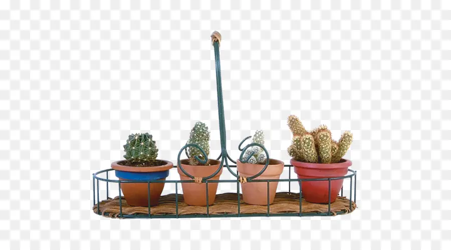 Cactos，Potes PNG