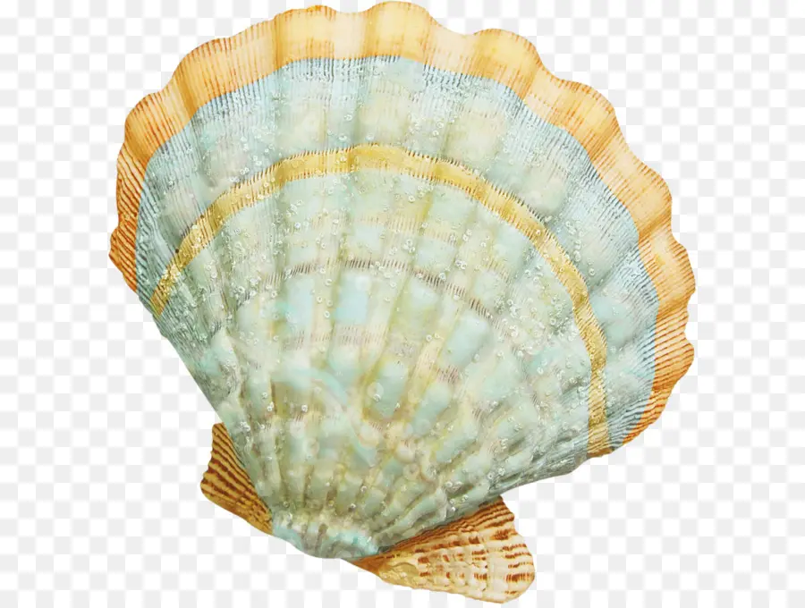 Seashell，Marinha PNG