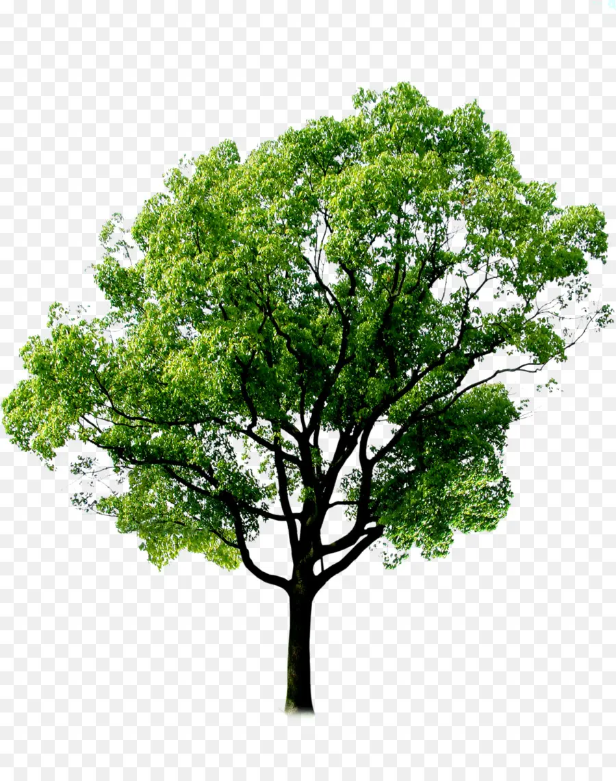 árvore，Floresta PNG