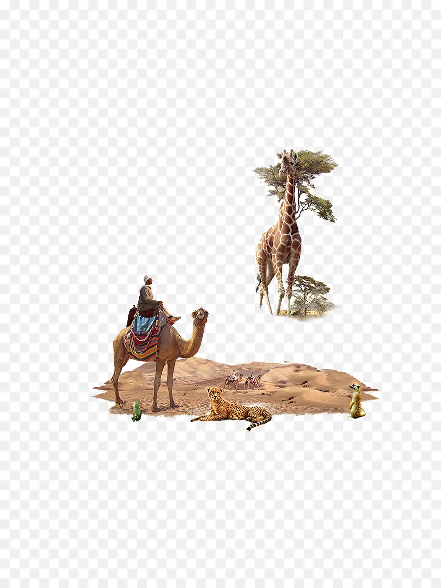 Norte Girafa，Camelo PNG