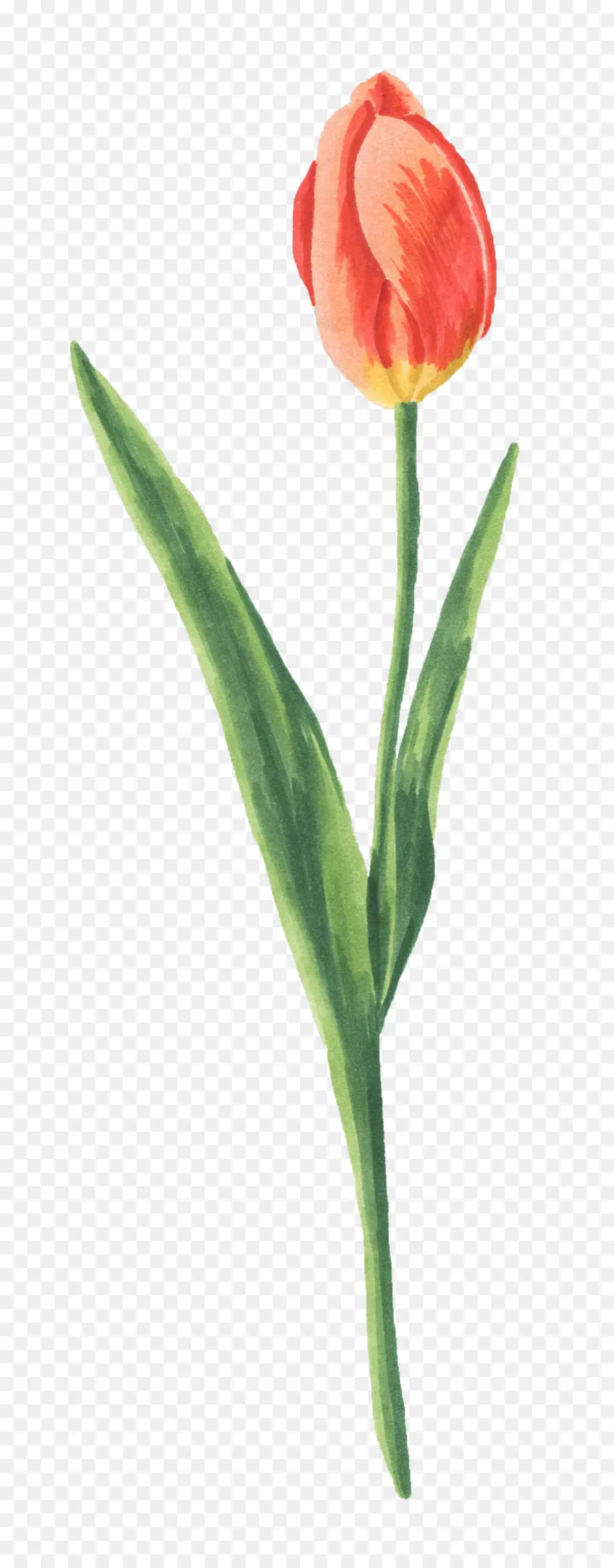 Tulipa，Flor PNG