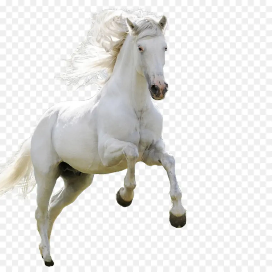 Cavalo Branco，Cavalo PNG