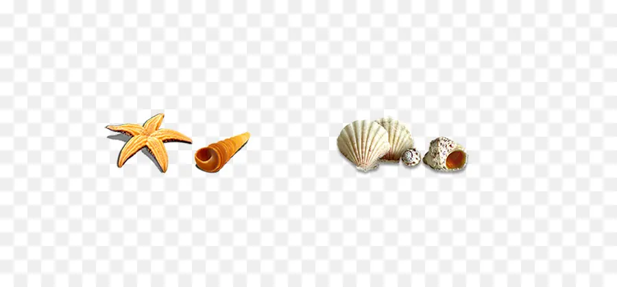 Seashell，Download PNG