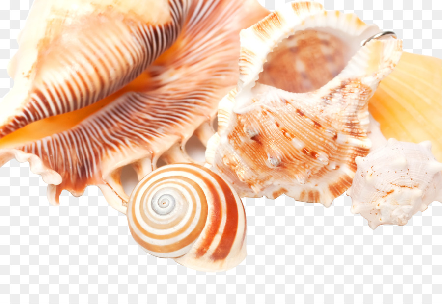 Conchas，Oceano PNG