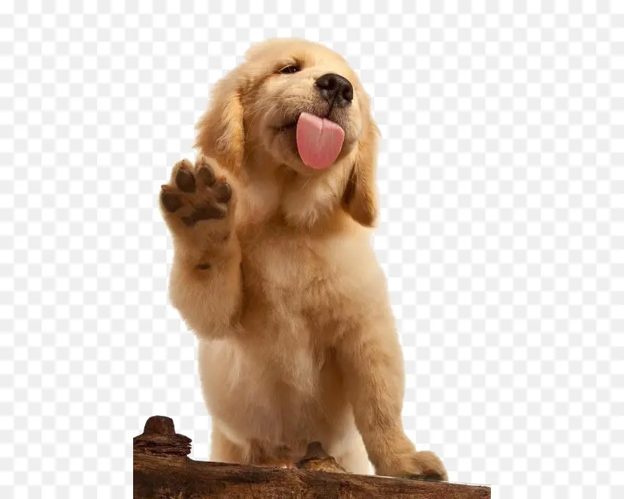 Filhote De Golden Retriever，Cachorro PNG