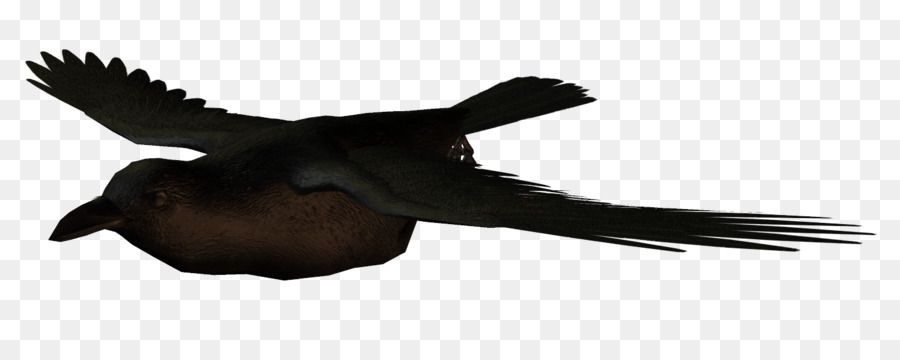 Os Corvos，Aves PNG