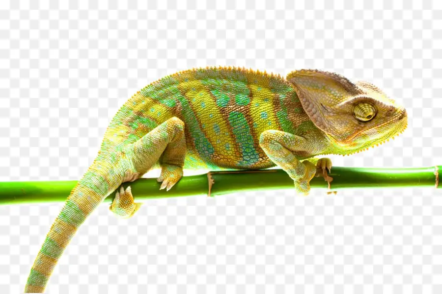 Répteis，Lagarto PNG