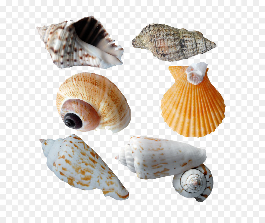 Conchas，Oceano PNG