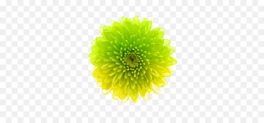 Flor Verde，Florescer PNG