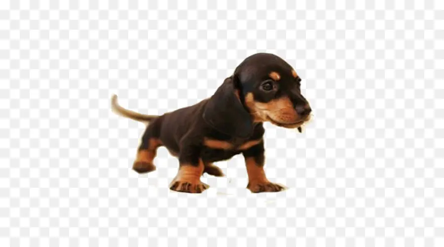 Dachshund，Great Dane PNG