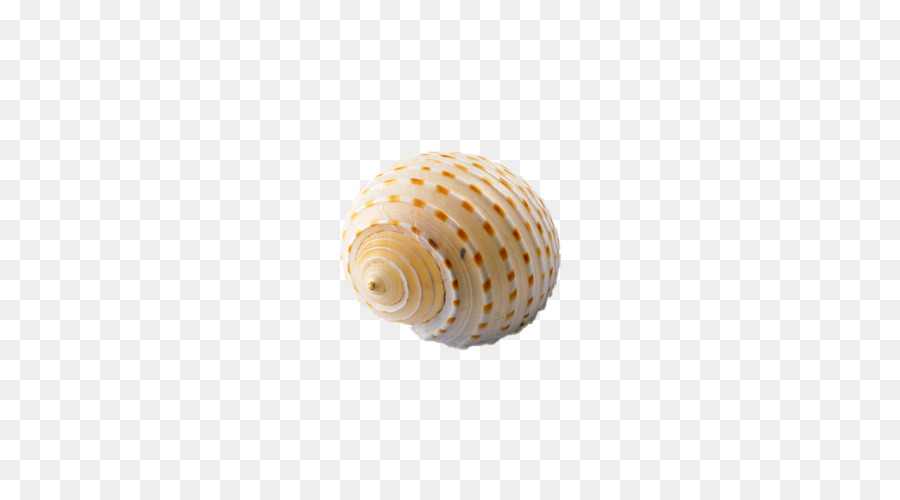 Concha Espiral，Concha PNG