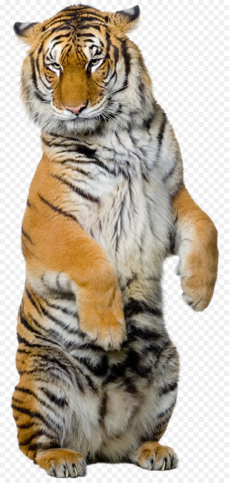 Siberian Tiger，O Tigre De Sumatra PNG