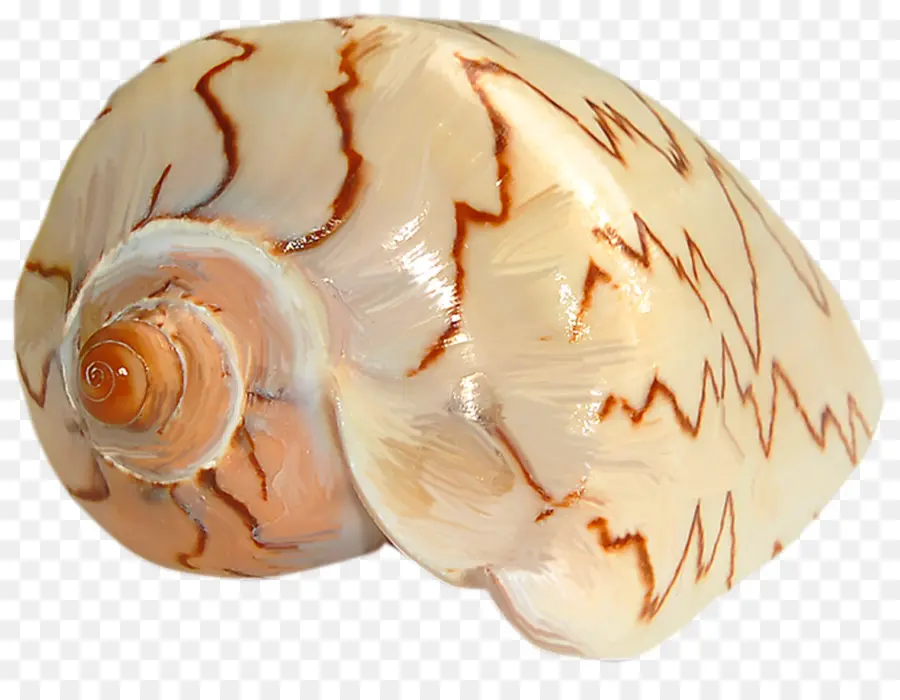 Seashell，O Caracol Marinho PNG