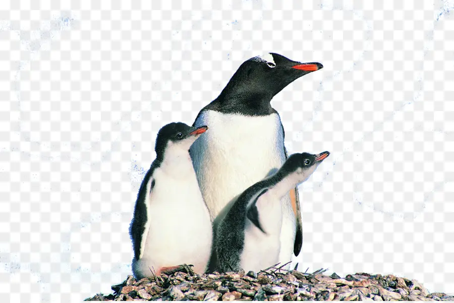 Pinguins，Pássaros PNG