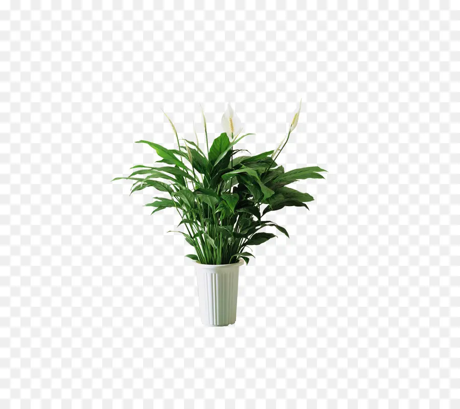 Spathiphyllum Kochii，Planta PNG