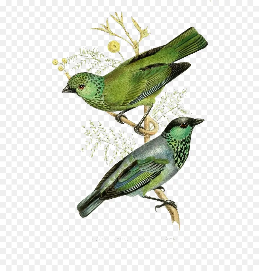 Aves，Aves Da América PNG