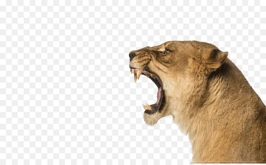 Leão，Fotografia De Stock PNG