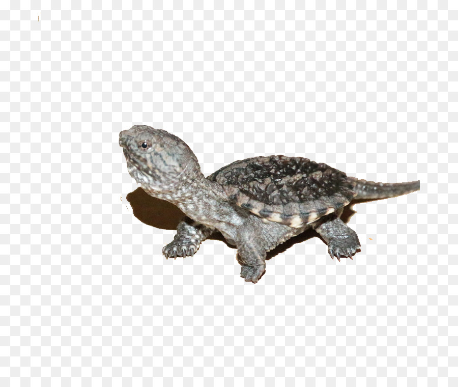 Tartaruga，Crocodilos PNG