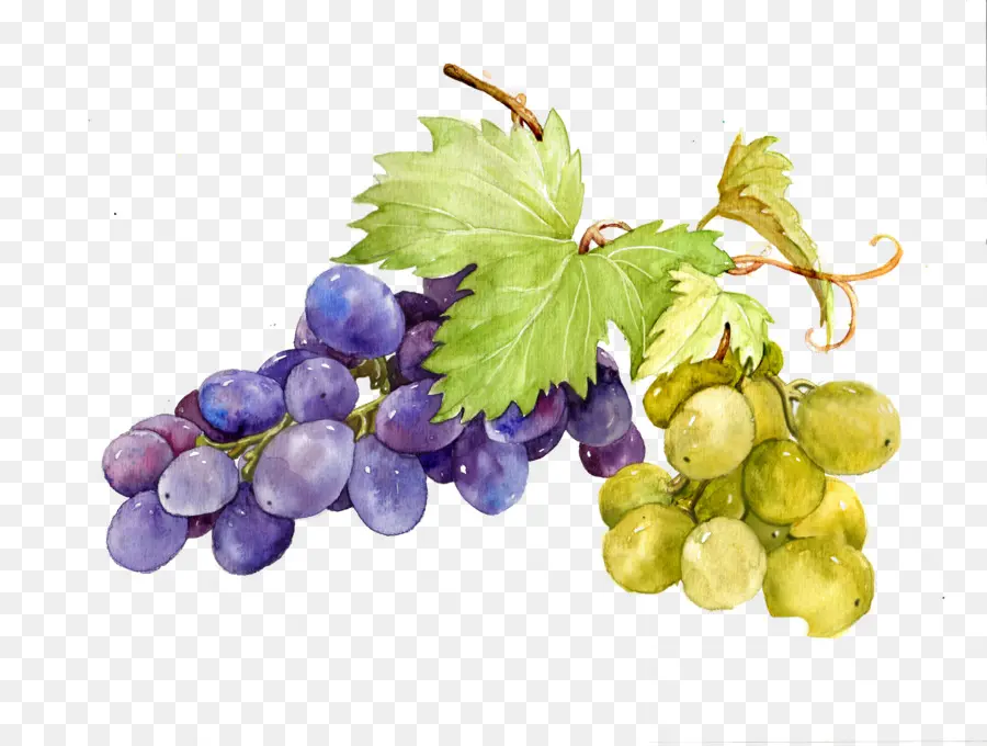 Uvas，Videira PNG