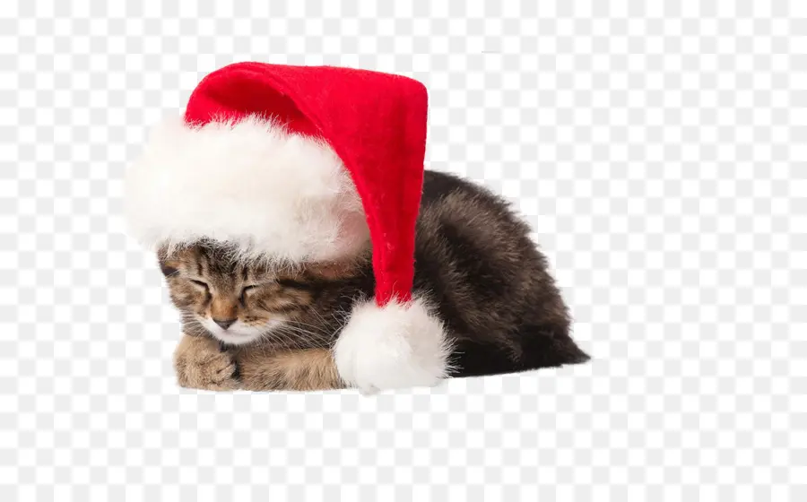 Gatinho Com Chapéu De Papai Noel，Gatinho PNG