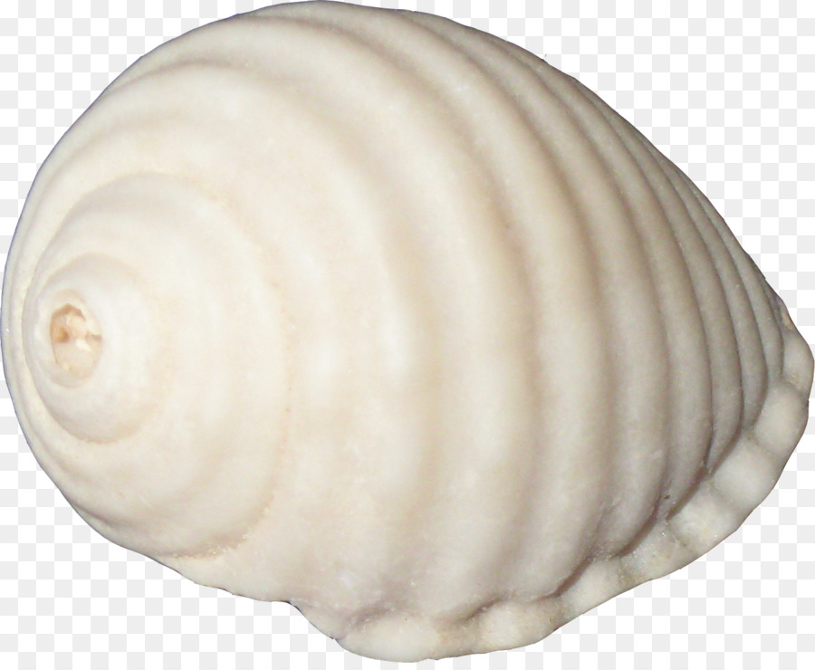 Concha，Oceano PNG