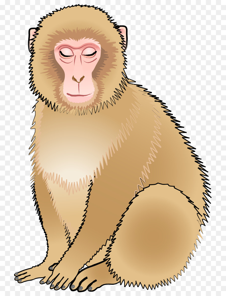 Macaco，Primata PNG