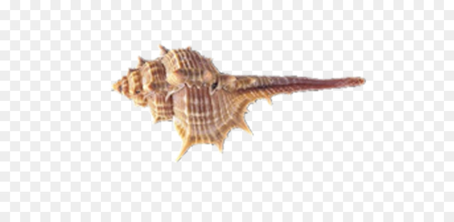 Seashell，Download PNG