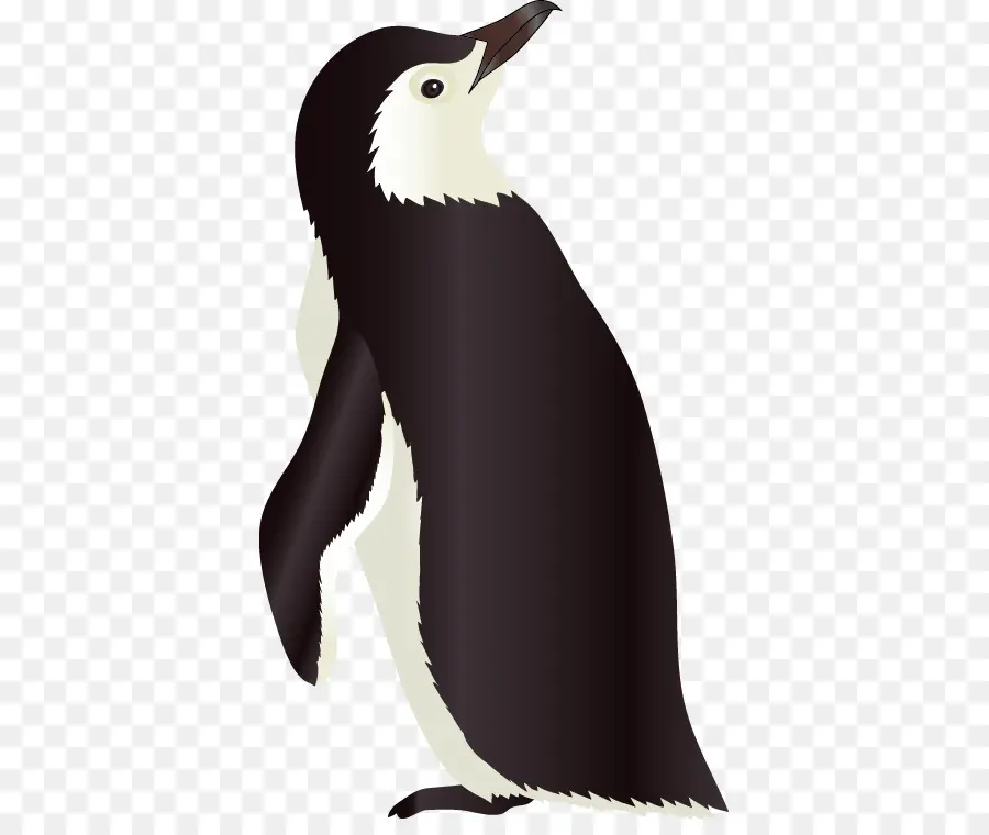 Pinguim，Pássaro PNG