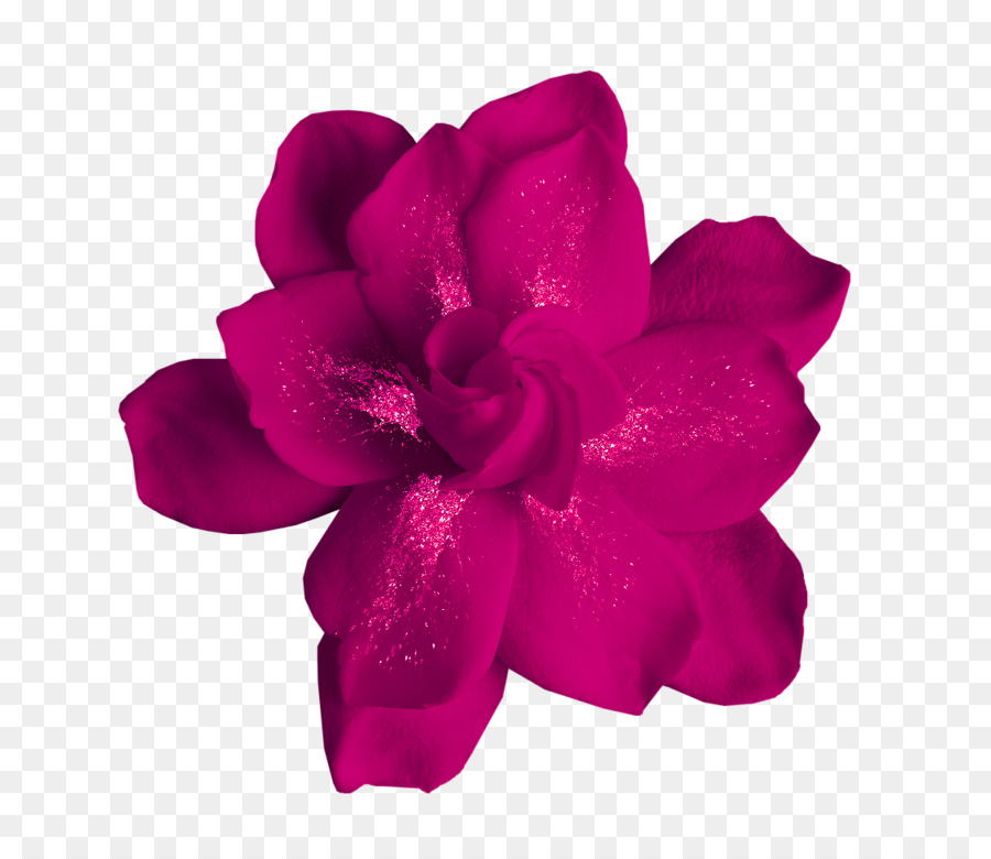 Flor，Moutan Peônia PNG