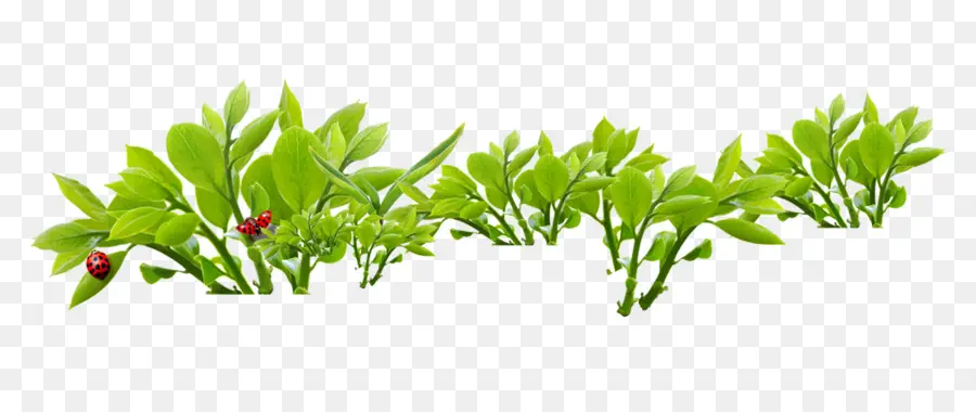 Folhas Verdes，Plantar PNG