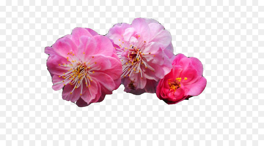 Flor Rosa，Florescer PNG