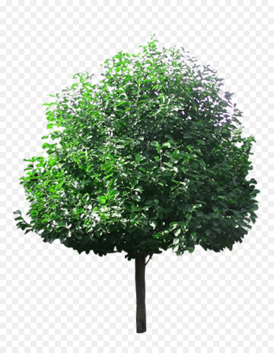 árvore，Lindens PNG